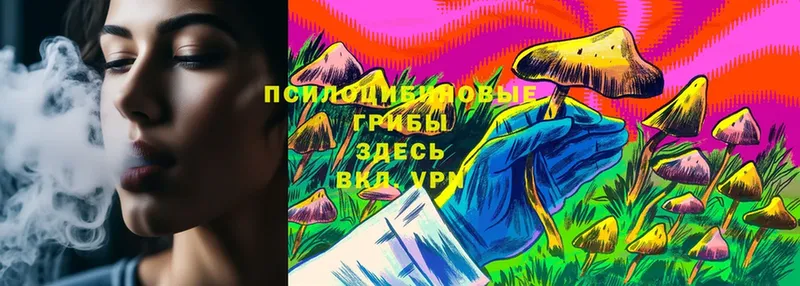 магазин    Ливны  Псилоцибиновые грибы Cubensis 